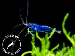 Dream Blue Velvet Shrimp (Neocaridina Davidi), BREDBY: Aquatic Arts