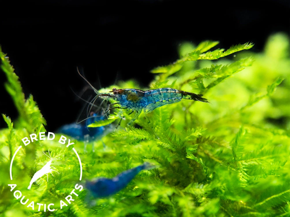 Dream Blue Velvet Shrimp (Neocaridina Davidi), BREDBY: Aquatic Arts - Image 11