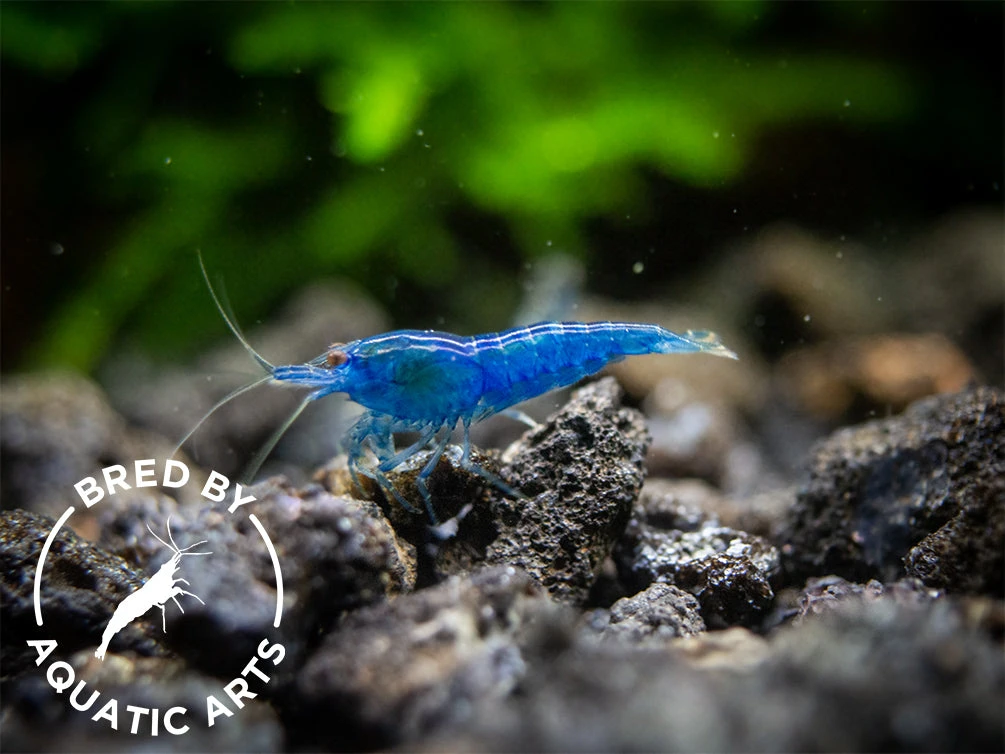 Dream Blue Velvet Shrimp (Neocaridina Davidi), BREDBY: Aquatic Arts - Image 12