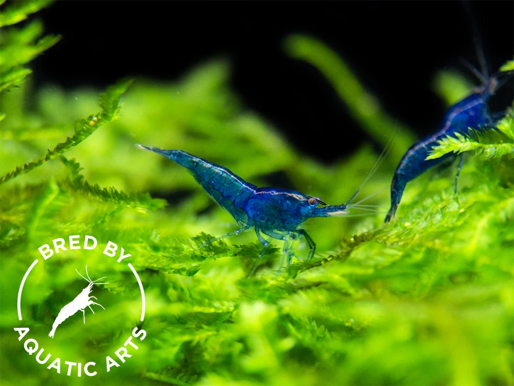 Dream Blue Velvet Shrimp (Neocaridina Davidi), BREDBY: Aquatic Arts - Image 6