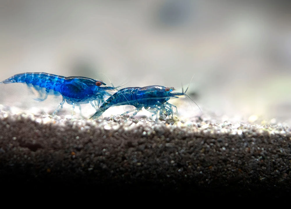 Dream Blue Velvet Shrimp Breeder Combo Box - Image 12