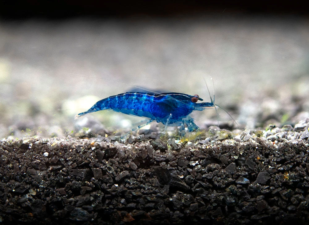 Dream Blue Velvet Shrimp Breeder Combo Box - Image 20