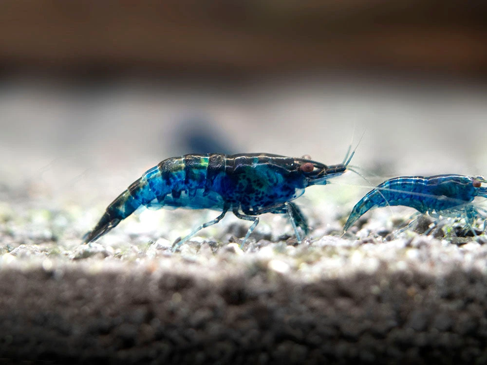 Dream Blue Velvet Shrimp Breeder Combo Box - Image 10