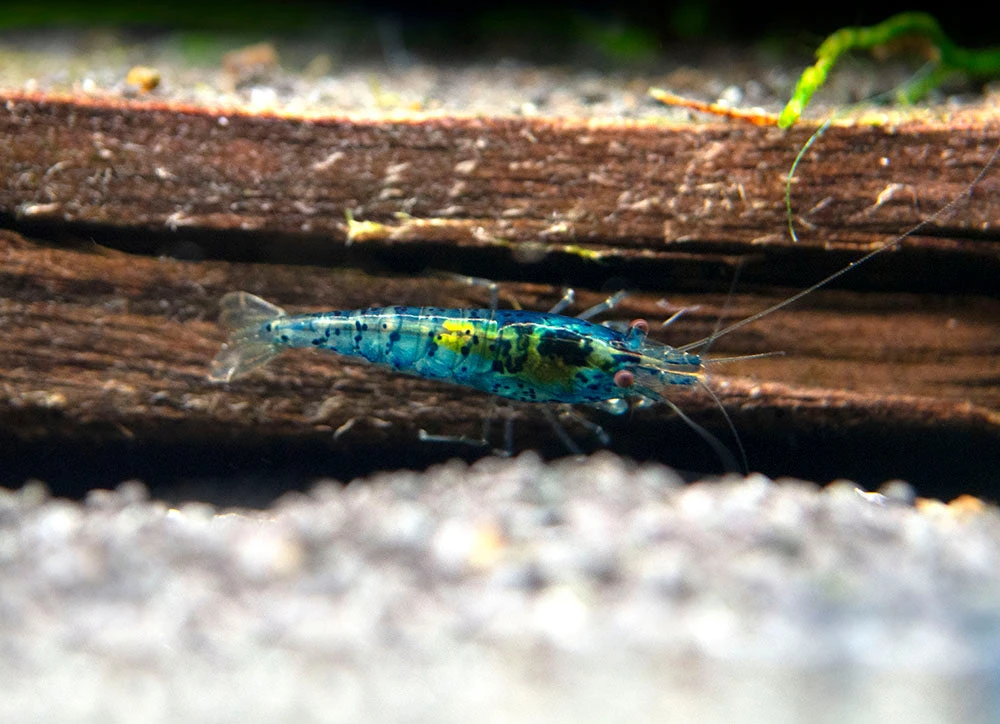 Dream Blue Velvet Shrimp Breeder Combo Box - Image 15