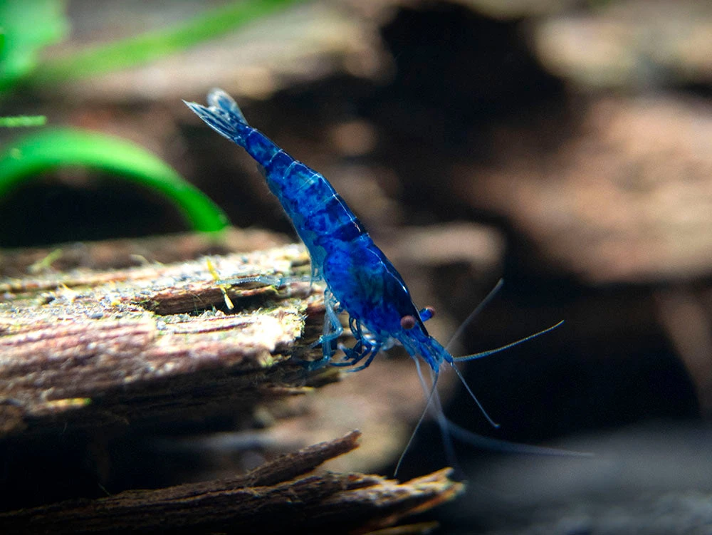 Dream Blue Velvet Shrimp Breeder Combo Box - Image 17