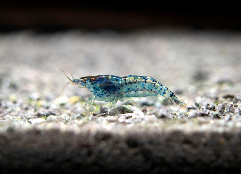 Dream Blue Velvet Shrimp Breeder Combo Box - Image 16