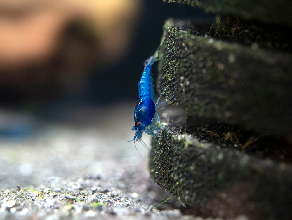 Dream Blue Velvet Shrimp Breeder Combo Box - Image 11