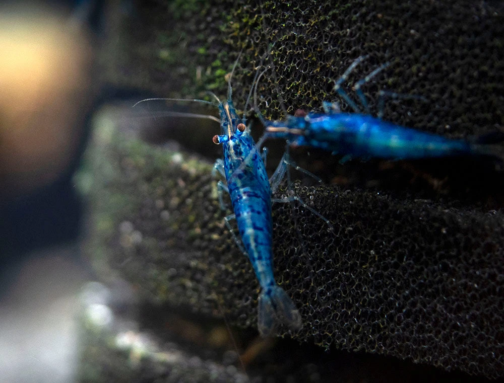Dream Blue Velvet Shrimp Breeder Combo Box - Image 18