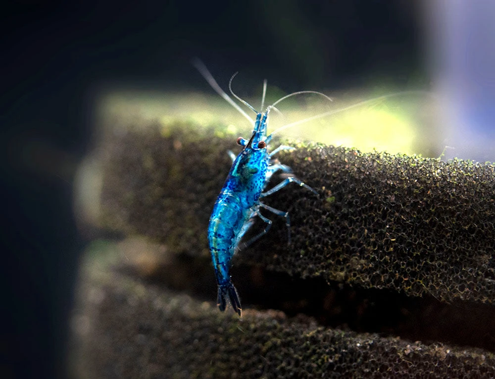 Dream Blue Velvet Shrimp Breeder Combo Box - Image 13