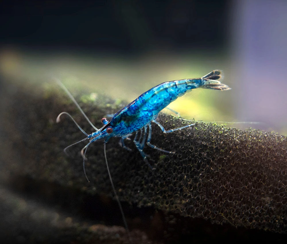 Dream Blue Velvet Shrimp Breeder Combo Box - Image 19