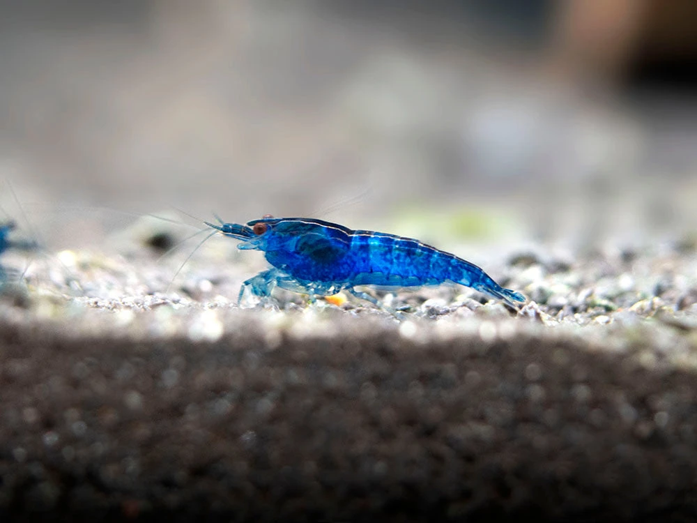 Dream Blue Velvet Shrimp Breeder Combo Box - Image 14