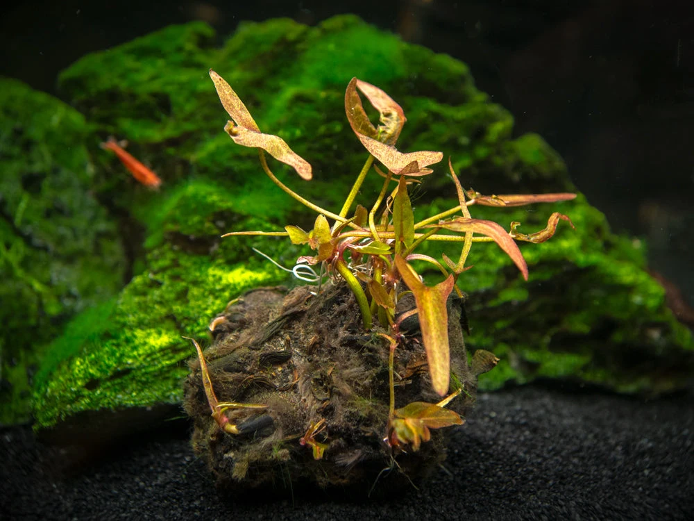 Dwarf Aquarium Lily (Nymphaea Stellata), Bulb - Image 3