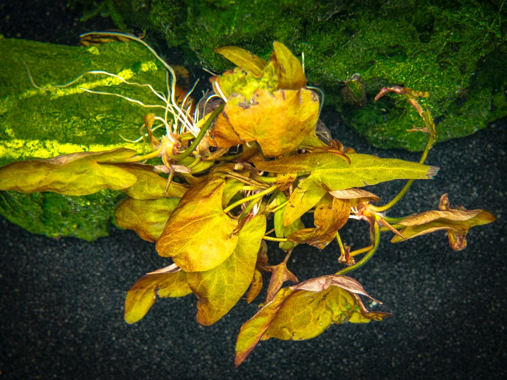 Dwarf Aquarium Lily (Nymphaea Stellata), Bulb - Image 12