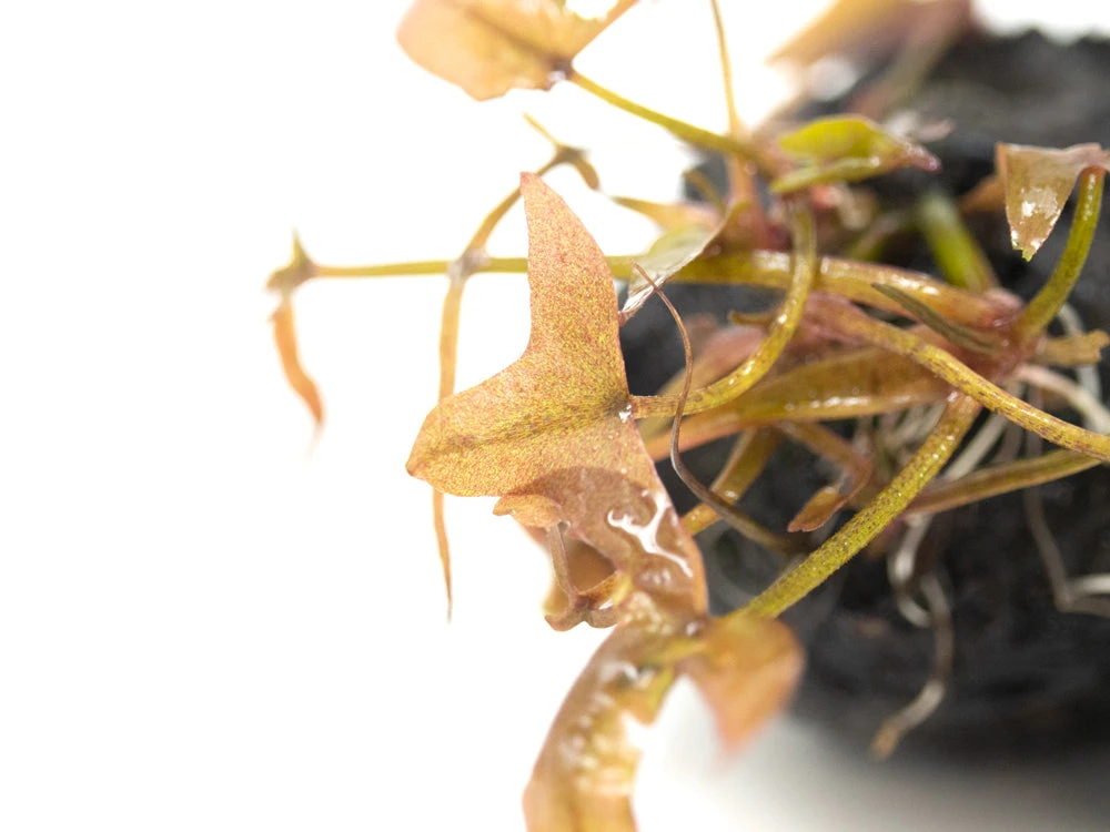 Dwarf Aquarium Lily (Nymphaea Stellata), Bulb - Image 9