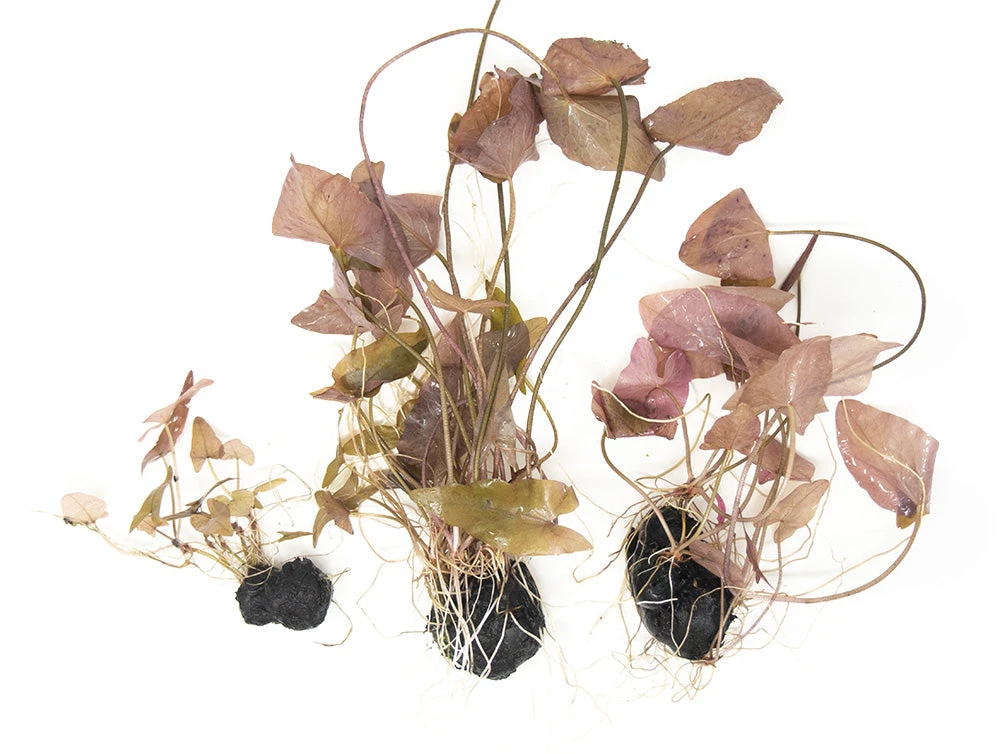 Dwarf Aquarium Lily (Nymphaea Stellata), Bulb - Image 4