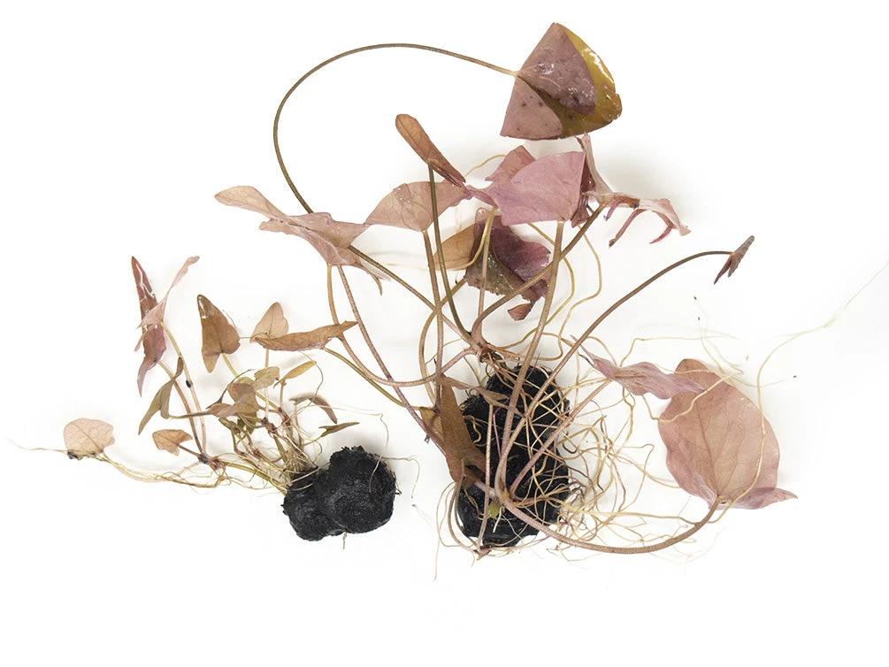 Dwarf Aquarium Lily (Nymphaea Stellata), Bulb - Image 13