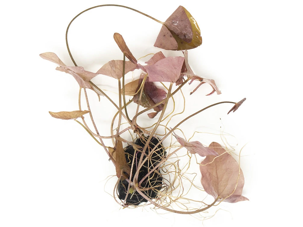 Dwarf Aquarium Lily (Nymphaea Stellata), Bulb - Image 14