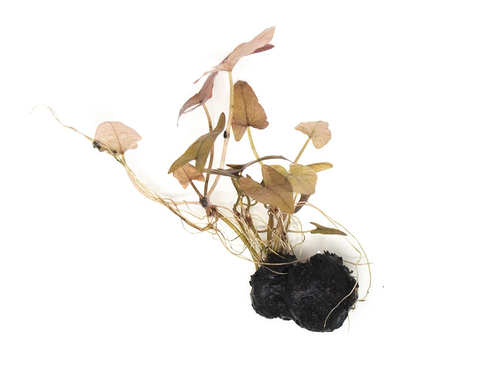 Dwarf Aquarium Lily (Nymphaea Stellata), Bulb - Image 15