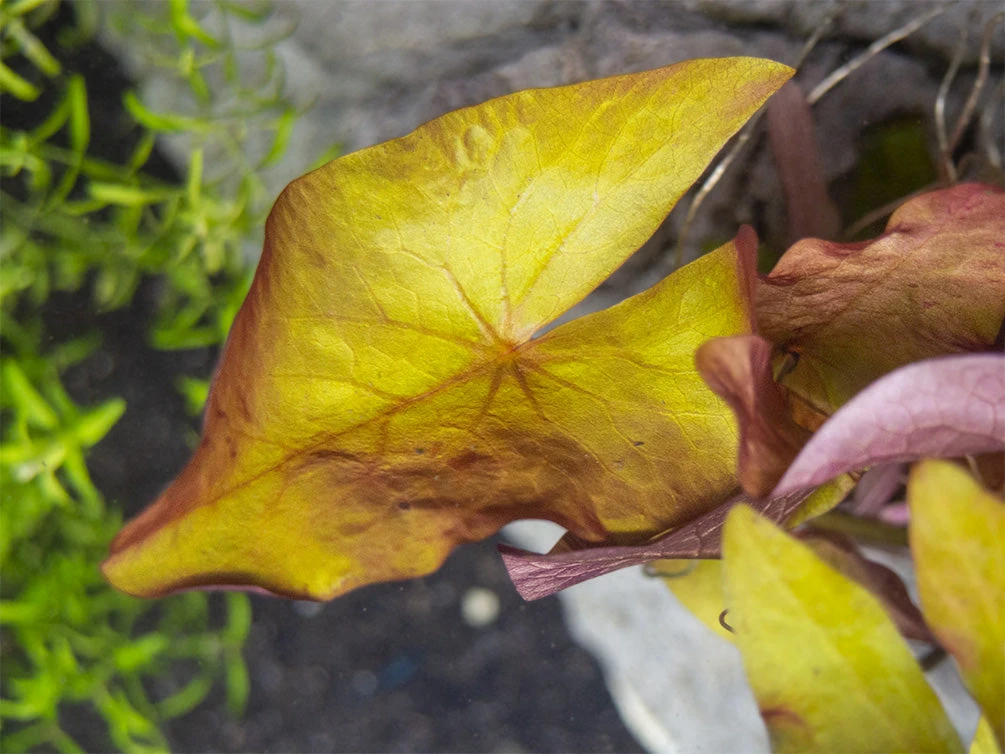 Dwarf Aquarium Lily (Nymphaea Stellata), Bulb - Image 2