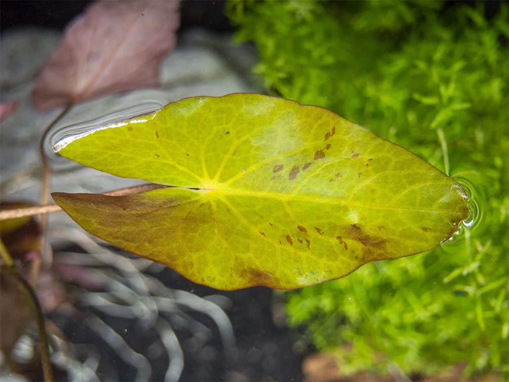 Dwarf Aquarium Lily (Nymphaea Stellata), Bulb - Image 5