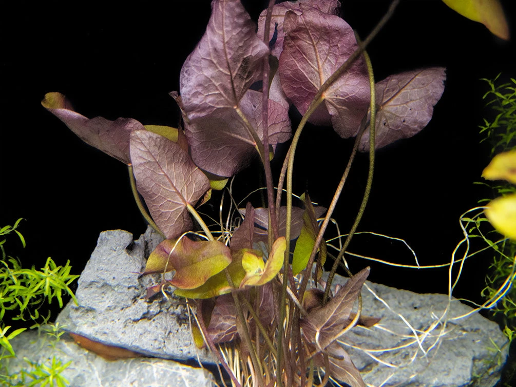 Dwarf Aquarium Lily (Nymphaea Stellata), Bulb - Image 8