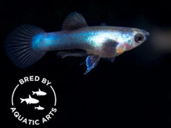 Dwarf Blue Panda Guppy (Poecilia Reticulata), Bredby: Aquatic Arts