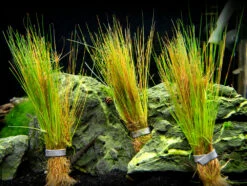 Dwarf Hairgrass (Eleocharis Parvula) - Bare Root