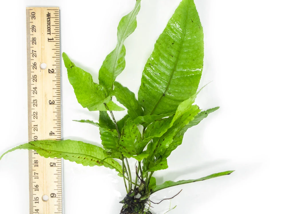 El Niño Fern AKA Asian Water Fern AKA Bolbitis Broadleaf (Bolbitis Heteroclita), Bunch - Image 17