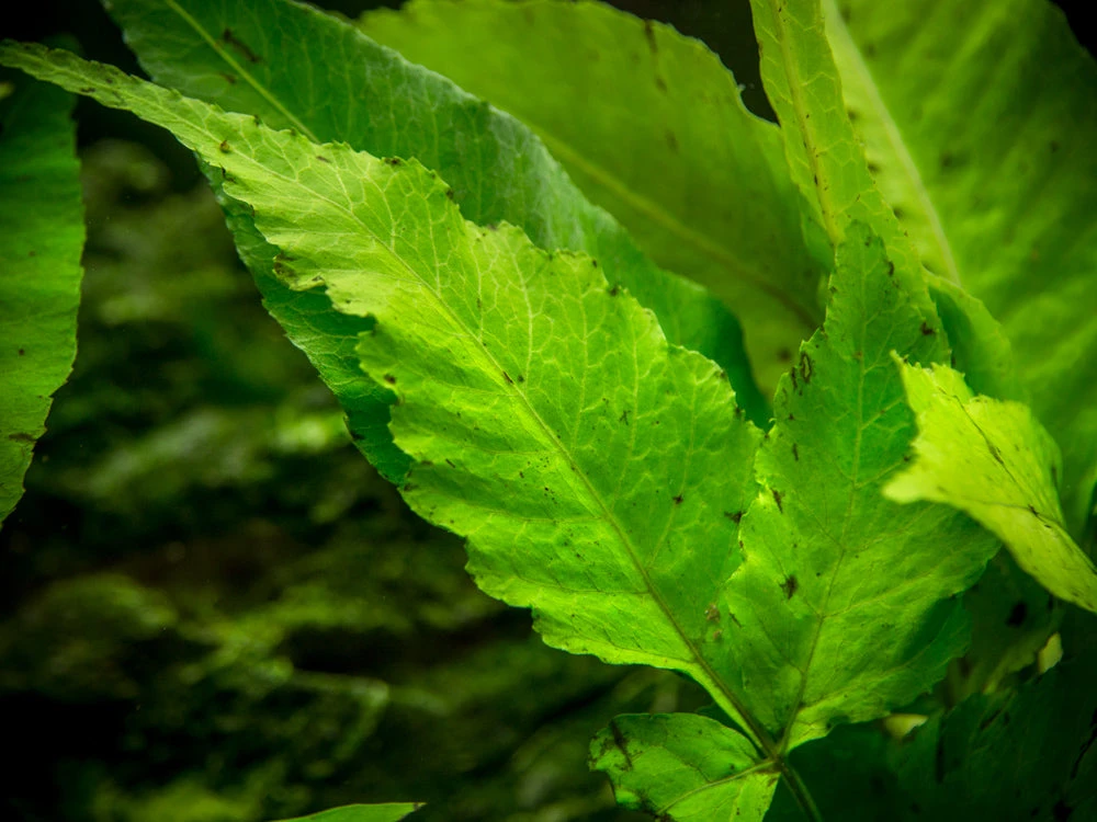 El Niño Fern AKA Asian Water Fern AKA Bolbitis Broadleaf (Bolbitis Heteroclita), Bunch - Image 12