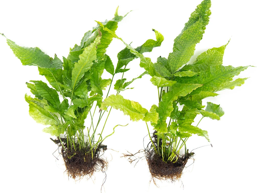 El Niño Fern AKA Asian Water Fern AKA Bolbitis Broadleaf (Bolbitis Heteroclita), Bunch - Image 7