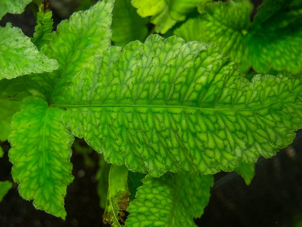 El Niño Fern AKA Asian Water Fern AKA Bolbitis Broadleaf (Bolbitis Heteroclita), Bunch - Image 4