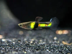 El Tigre Endler’s Livebearer (Poecilia Wingei Var. "El Tigre") - Male, Tank-Bred