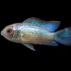 Electric Blue Acara Cichlid (Andinoacara Pulcher Hybrid), USA-Bred