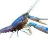 Electric Blue Crayfish (Procambarus Alleni)- Tank-Bred!