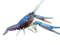 Electric Blue Crayfish (Procambarus Alleni)- Tank-Bred!