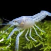 Electric Blue Crayfish (Procambarus Alleni), BREDBY: Aquatic Arts