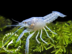 Electric Blue Crayfish (Procambarus Alleni), BREDBY: Aquatic Arts