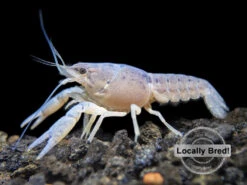 Juvenile Electric Blue Crayfish (Procambarus Alleni), Locally-Bred