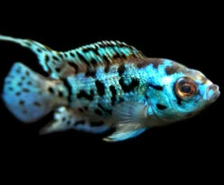 Electric Blue AKA Powder Blue Jack Dempsey Cichlid (Rocio Octofasciata "Electric Blue"), Tank-Bred