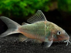 Emerald Brochis Cory Catfish (Corydoras Splendens), TANK-BRED!!!