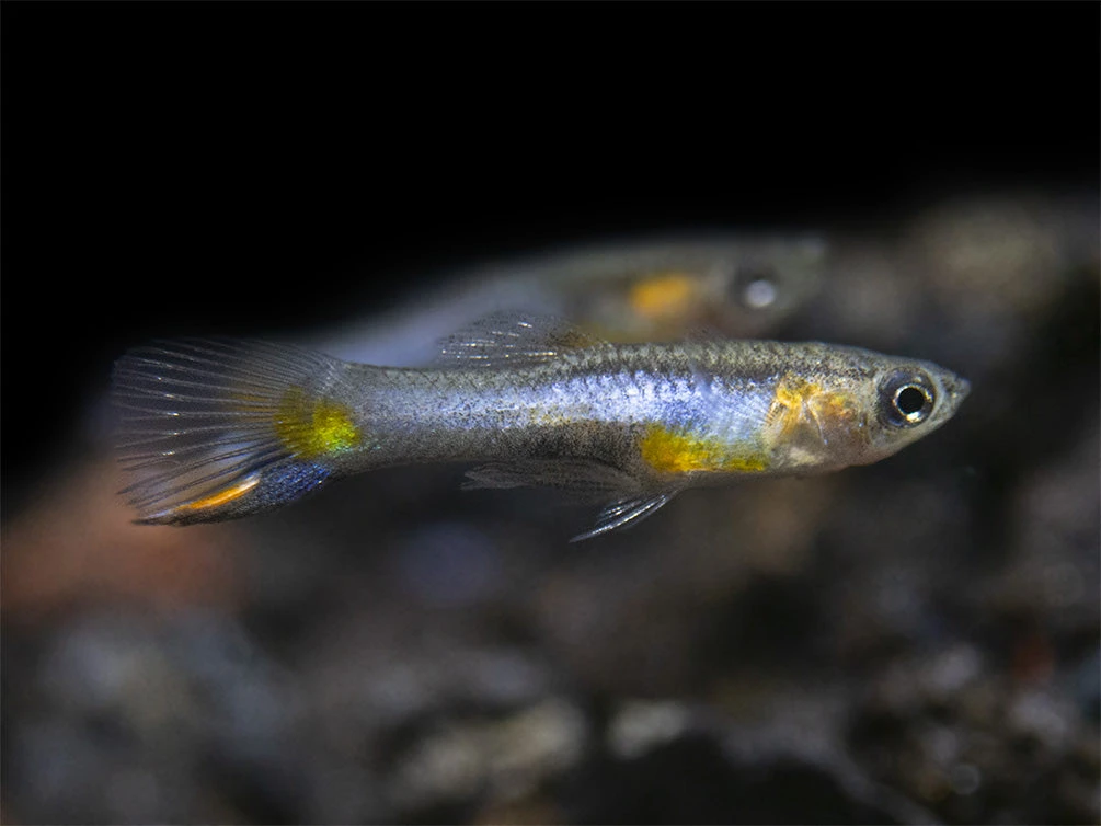 French Blue Star Endler’s Livebearer (Poecilia Wingei) - Male, Tank-Bred - Image 7