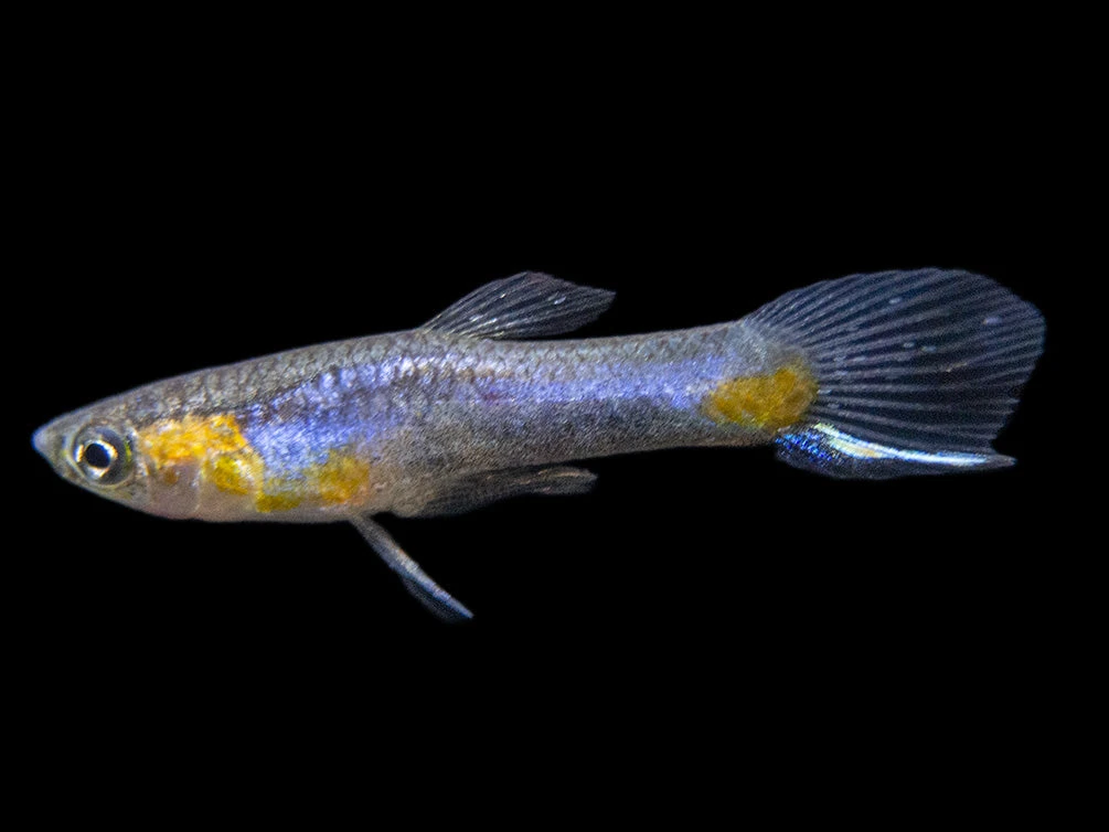 French Blue Star Endler’s Livebearer (Poecilia Wingei) - Male, Tank-Bred - Image 2