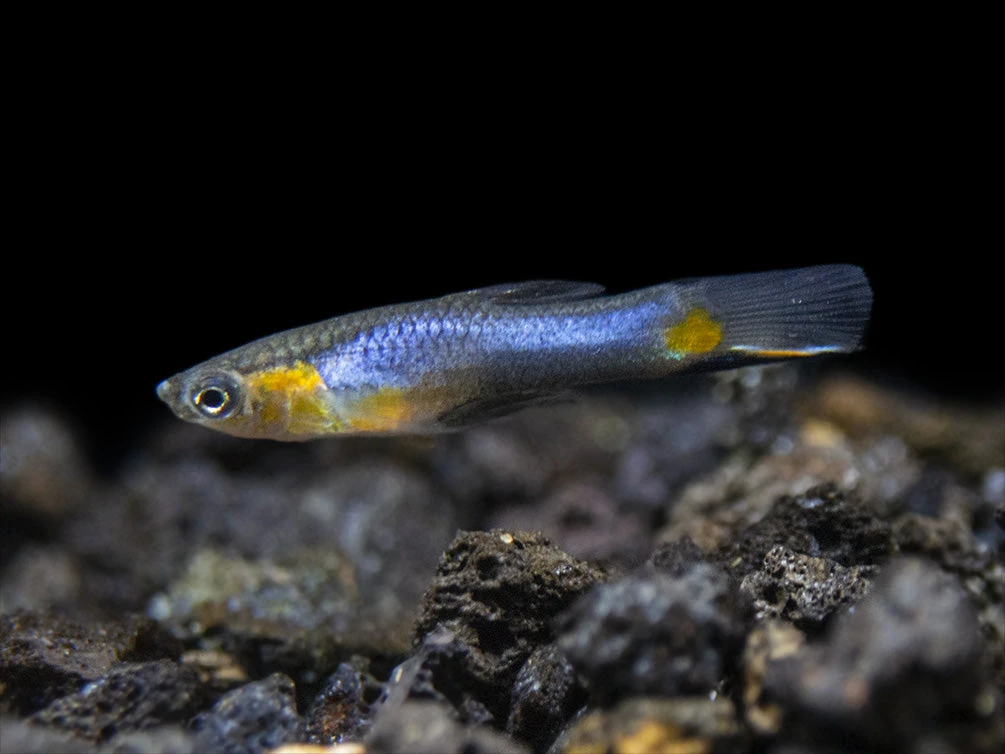 French Blue Star Endler’s Livebearer (Poecilia Wingei) - Male, Tank-Bred - Image 9