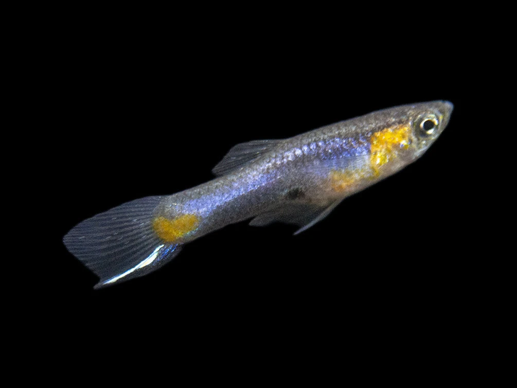 French Blue Star Endler’s Livebearer (Poecilia Wingei) - Male, Tank-Bred - Image 4
