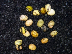 Fancy Antler Snail - (Clithon Sowerianum)