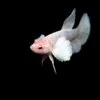 Deluxe Female Halfmoon Dumbo Betta (Betta Splendens) - Tank-Bred!