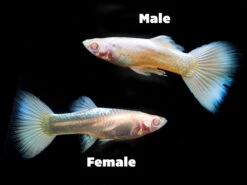 Full Platinum Albino Guppy, (Poecilia Reticulata Var. "Full Platinum Albino"), Males And Females - Tank-Bred!