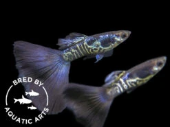 Galaxy Blue Tail Guppy (Poecilia Reticulata), Aquatic Arts Bred!