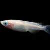 Pearl Galaxy Medaka Ricefish Aka Japanese Ricefish/Killifish (Oryzias Latipes "Pearl Galaxy") - Tank-Bred!