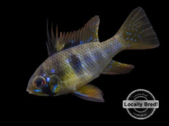 German Black Ram Dwarf Cichlid (Mikrogeophagus Ramirezi) - Locally Bred!